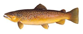 /images/Trout-Orange.jpg