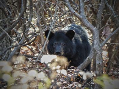 2022 bear hunt lottery opens