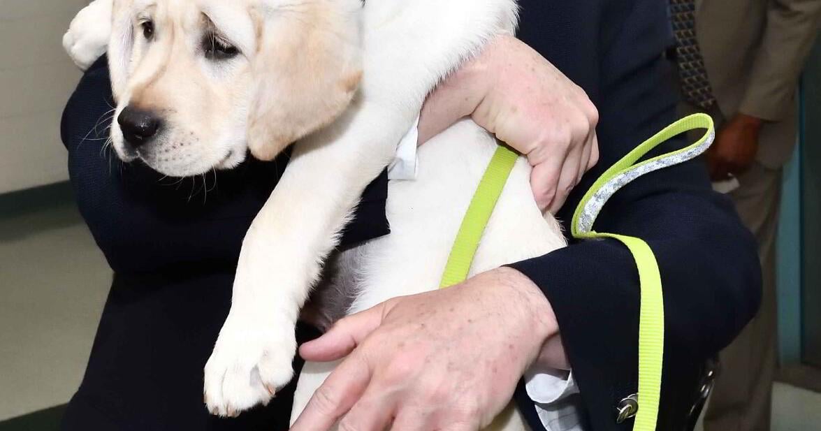 ACPS bans service dogs in training
