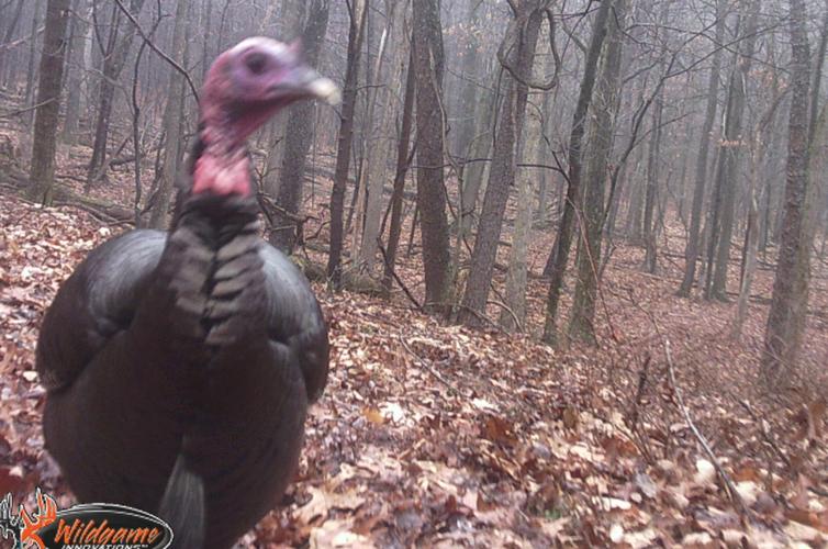 UPDATED Md. spring gobbler harvest is yet another record Outdoors