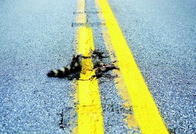 Road crews paint over dead raccoon on Johnstown street | Local News