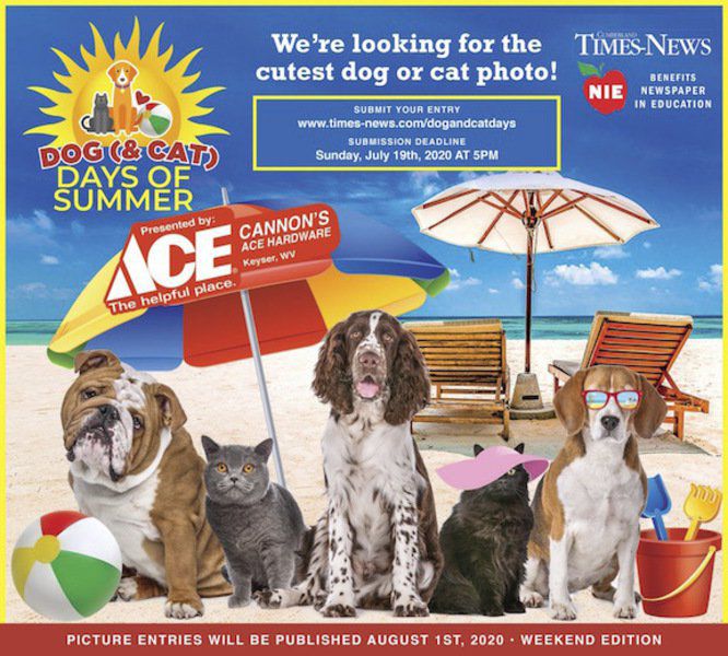dog house ace hardware