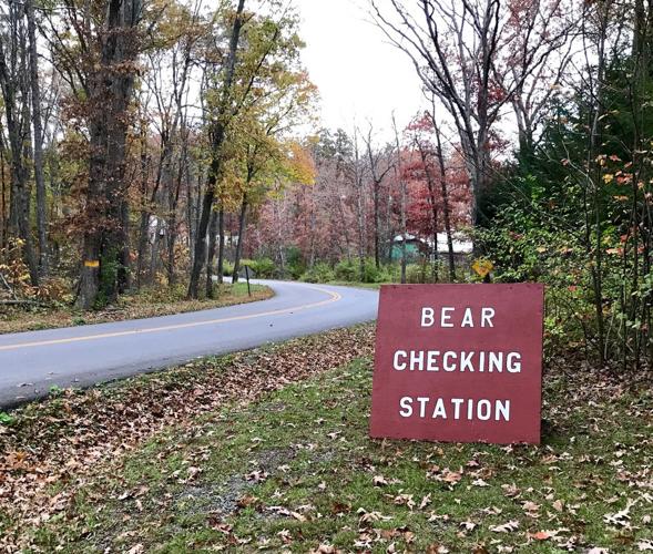 Large bears highlight first day of Maryland hunt Bear Hunt times