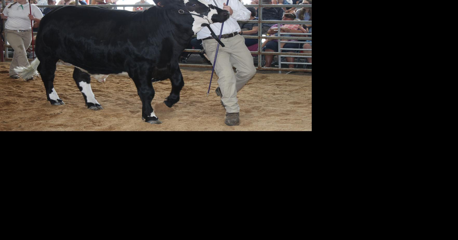 2021 Allegany County Fair & Ag Expo 4H competition winners Local