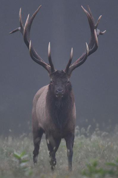 Call of the wild: Tourists flock to Benezette, Pa., to see, hear and photograph elk, fall foliage