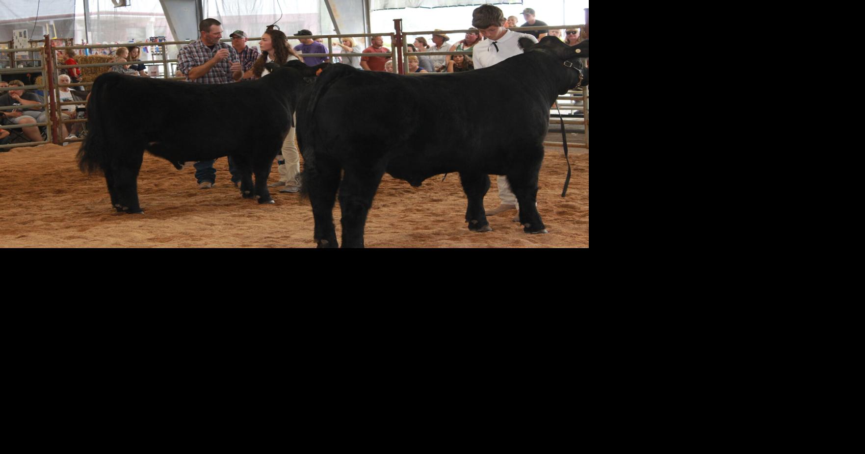 Photos from the 2021 Allegany County Fair and Ag Expo 4H competition
