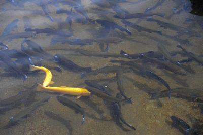 Maryland trout season opens Saturday, News