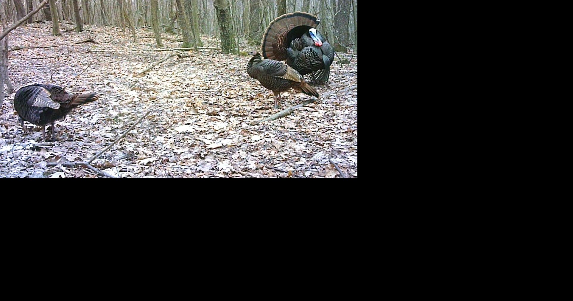 Mike Sawyers No privacy for Maryland turkeys Outdoors
