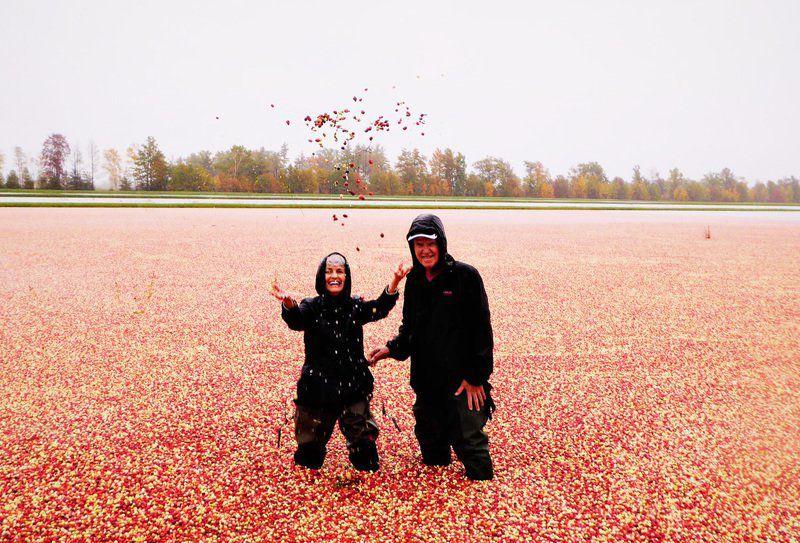 Wisconsin Cranberries Finding A Sea Of Red In A Land Of Cheese Slice Of Life Times News Com