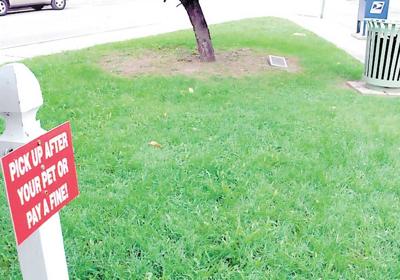 Dog Poop Ordinance Difficult For Municipalities To Enforce