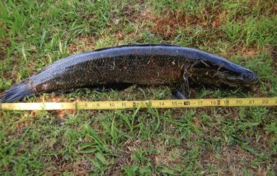 Northern snakeheads found in new spots, News