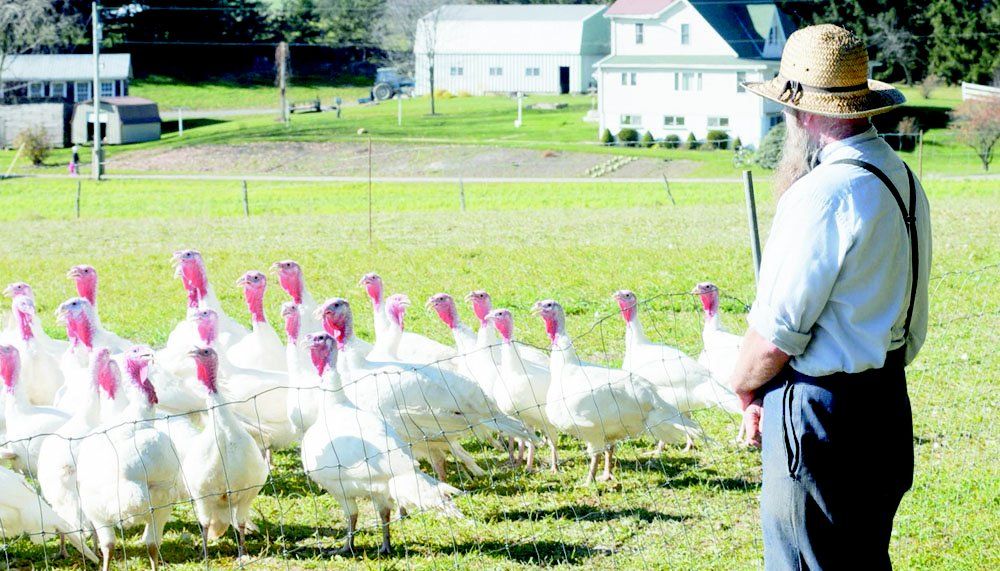 Turkeys raised by Garrett farmer gobbled up Local News times