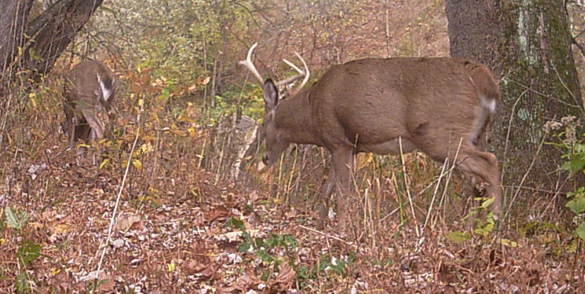 More Sick Deer Confirmed In Pennsylvania Counties Near Maryland State Line Outdoors Times News Com