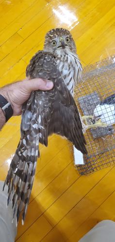 Hawk takes over Fort Hill gym, disrupts volleyball Senior ...