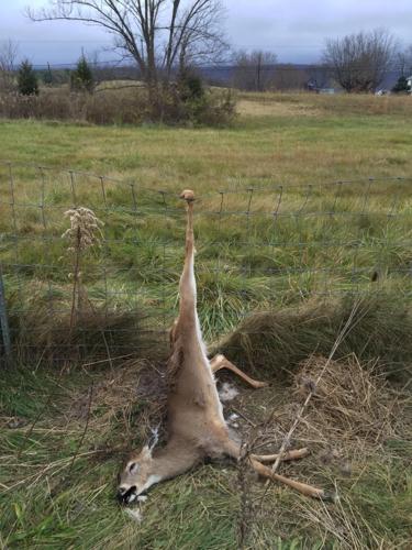 whitetail deer caught on fence
