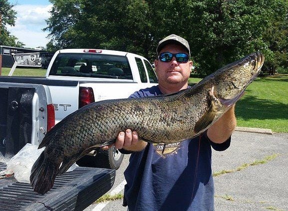snakehead fish tennessee