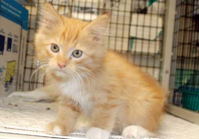 Adopt A Pet Snickerdoodle Local News Times News Com