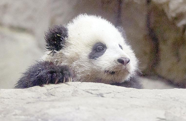It’s a boy! National Zoo’s surviving newborn panda is male News