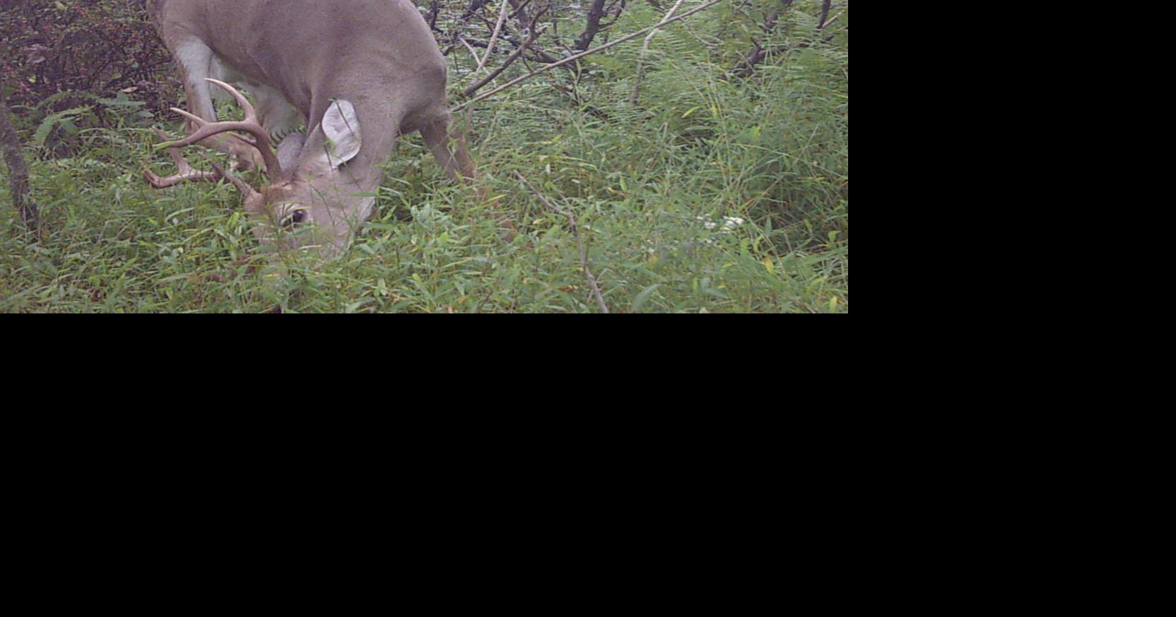New sampling finds more diseased deer in Hampshire County | Local News ...