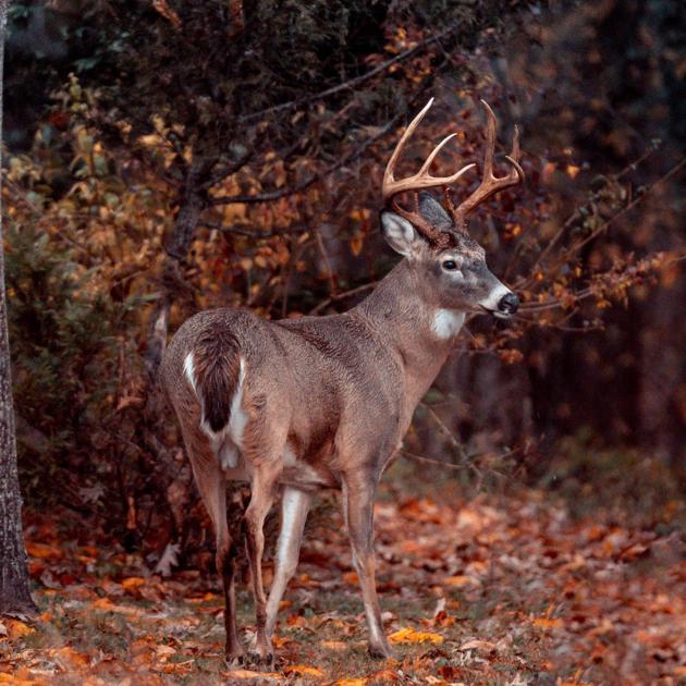 2018 West Virginia deer firearms season fact sheet Outdoors times