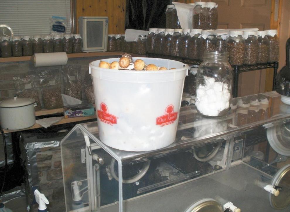 Illegal mushroom operation put out of business Local News