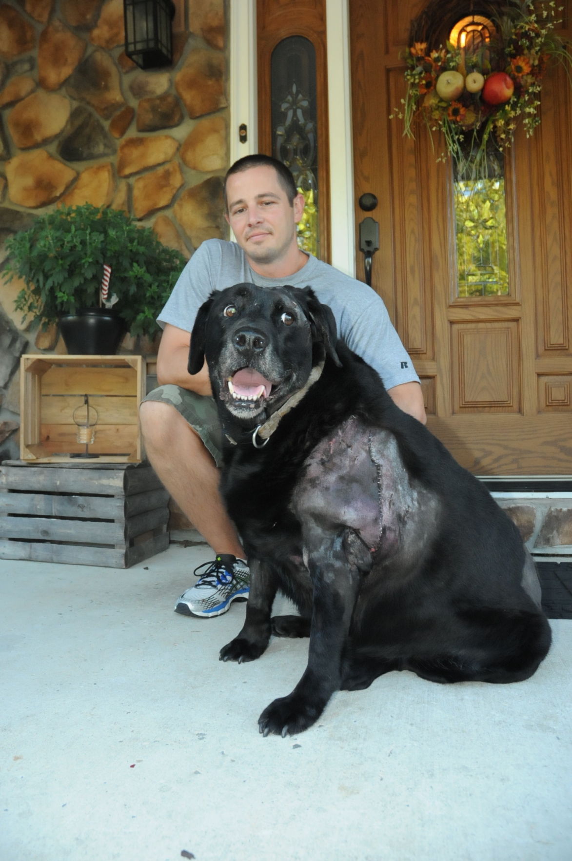 big bear looking dog