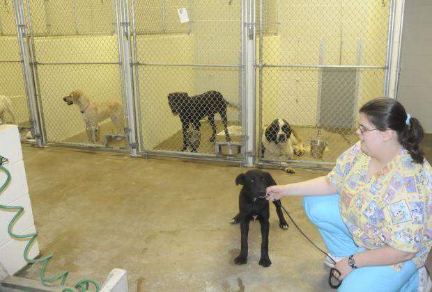 Shelter Has Trouble Finding Homes For Adoptable Pets Local News Times News Com
