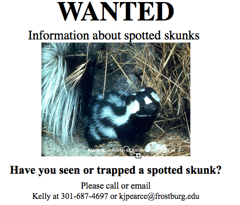 spotted skunks