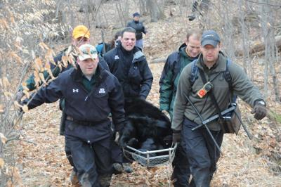 Expert Analyzes 12 Years Of Maryland Bear Harvest Bear