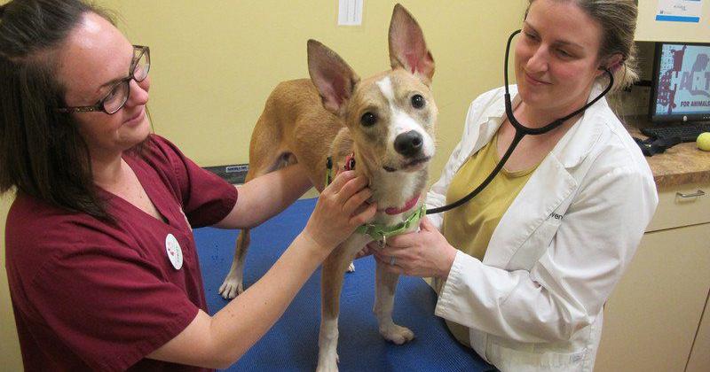 HART for Animals receives spay, neuter grant | Community HART for Animals receives spay, neuter grant | Community