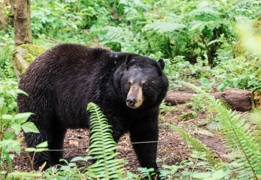 WV hunters harvest record number of black bears during 2020 seasons