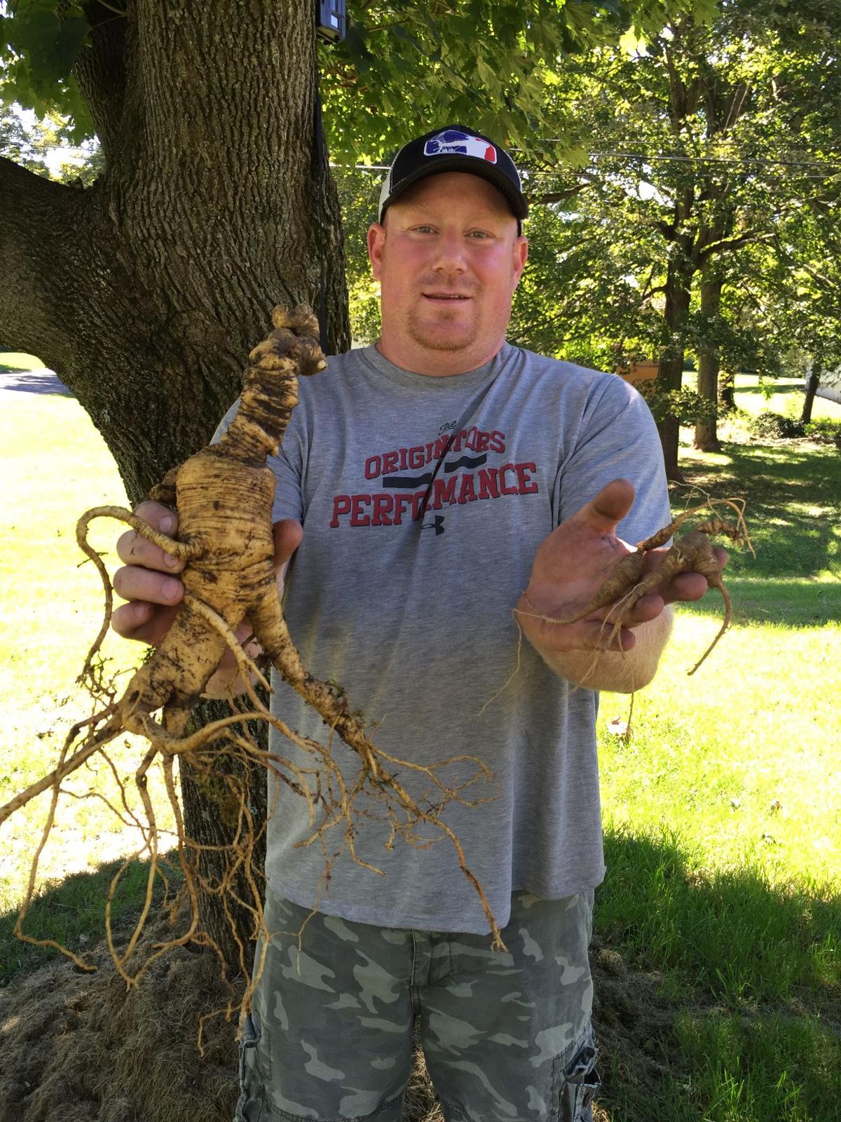 Mammoth ginseng root dug in Allegany County possibly a world record