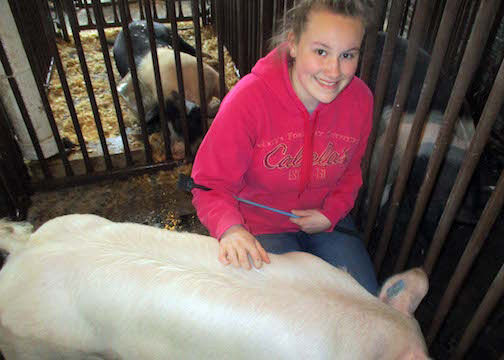 fair raising pigs