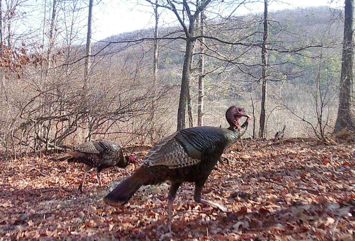 DON'T BLINK! Maryland's short winter turkey season opens Thursday