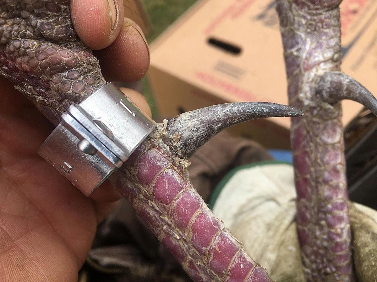 Spring Gobbler Experts Preach Safety Offer Tips Outdoors