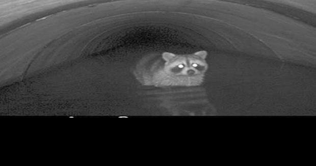 Why Did The Raccoon Cross The Road Local News Times News Com