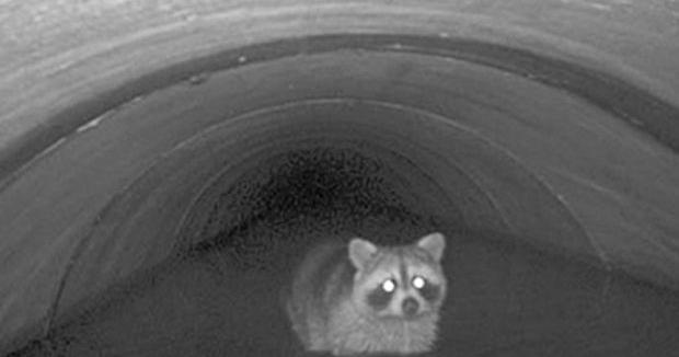 Why Did The Raccoon Cross The Road Local News Times News Com Why Did The Raccoon Cross The Road Local News Times News Com