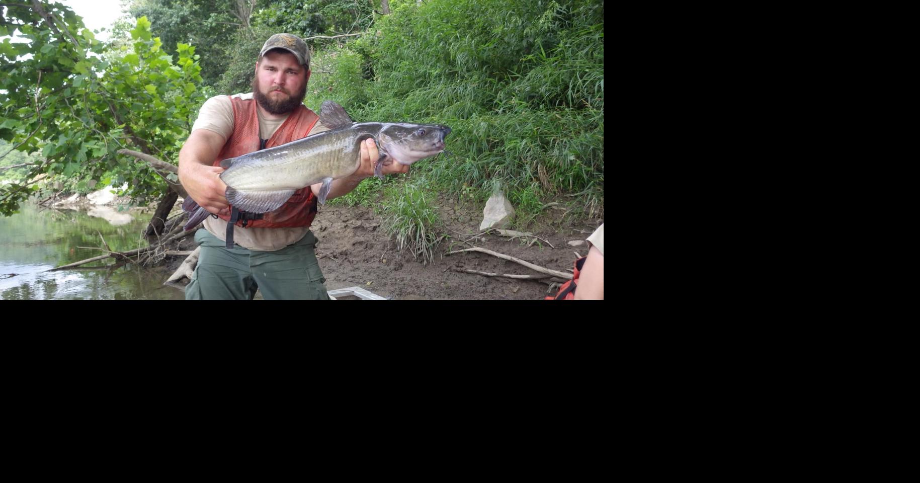 Lunker catfish lurk in South Branch Potomac River, Local News