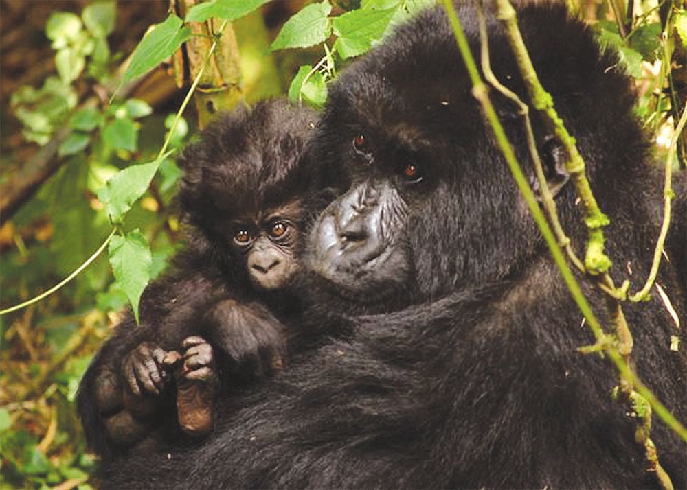 A visit with Dian Fossey's mountain gorillas | | times-news.com