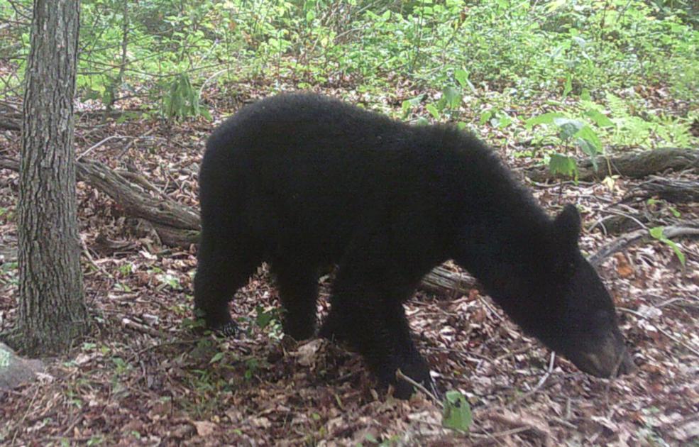 Bear enters chicken coop for last time News