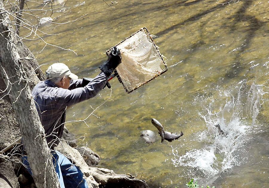 West Virginia begins stocking trout Local News