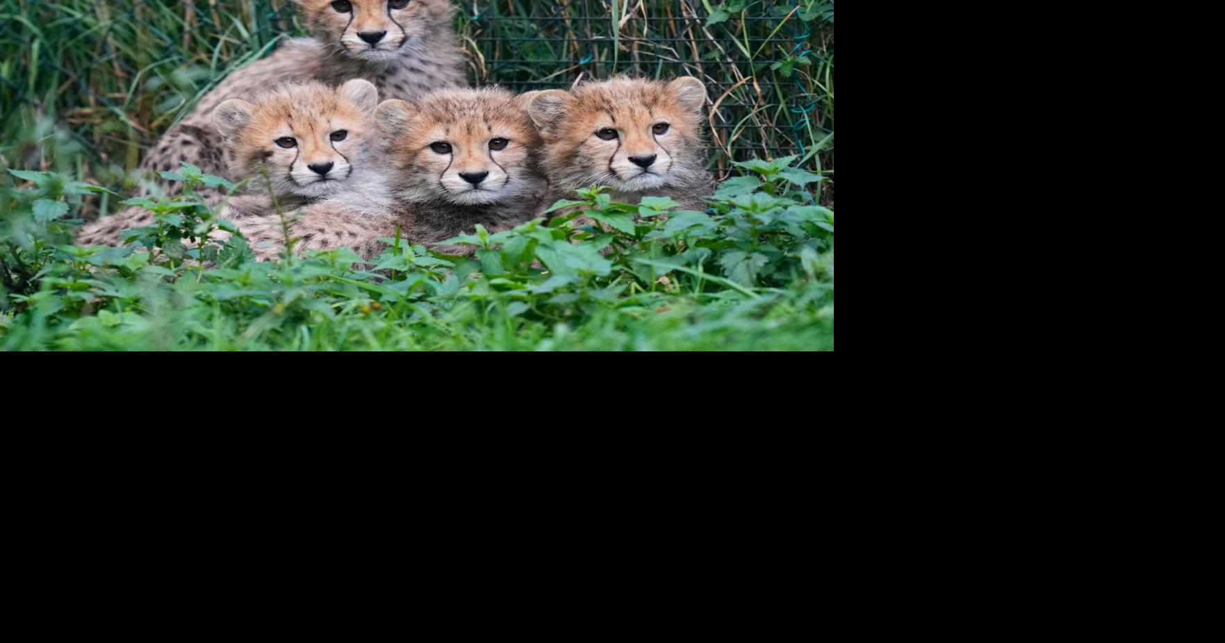 APTOPIX Czech Republic Baby Cheetahs