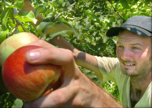 McIntoshApple Box - Champlain Orchards