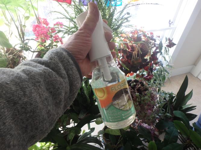 Homeyer How to care for house plants Weekend Magazine