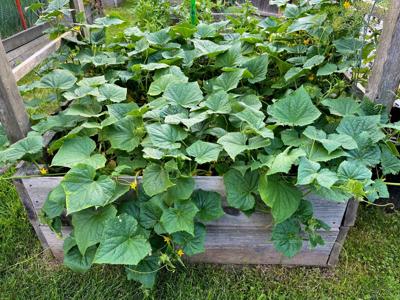 MAG_raisedbed.jpg