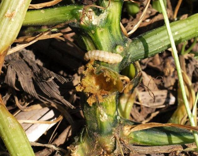 UVM Ext What's eating my squash plants? Weekend Magazine