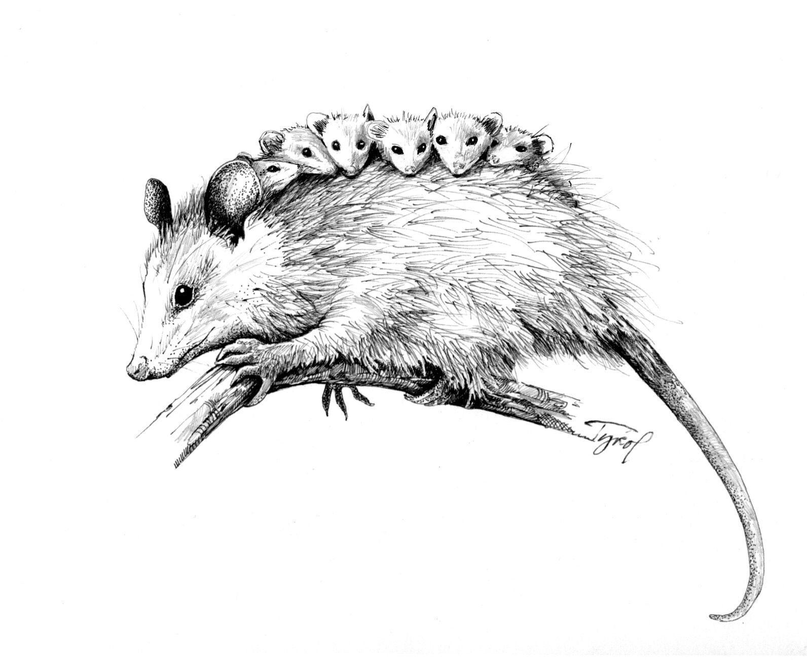 The Outside Story: Raising A Baby Opossum | Weekend Magazine ...