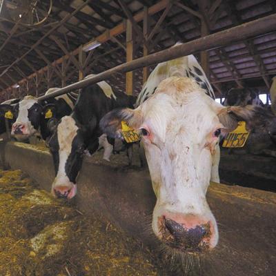Cow-powered gas to link farm, college