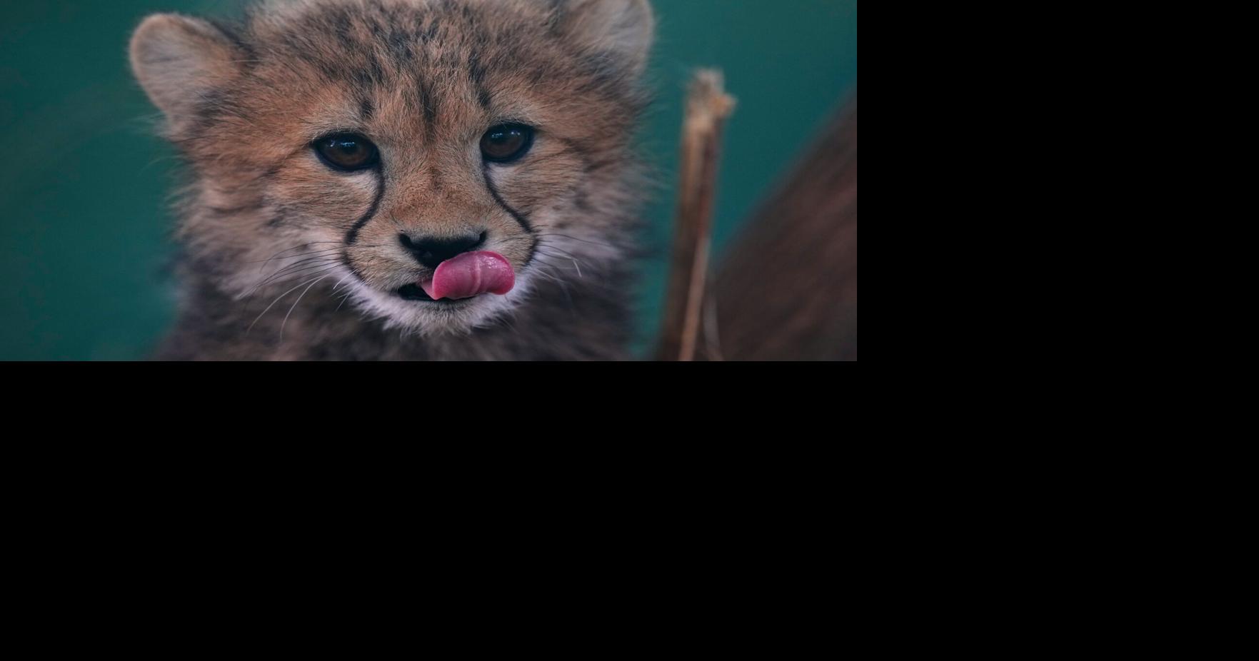 Czech RepublicBaby Cheetahs