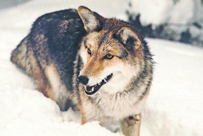 Kill those coyotes, at your own possible peril